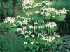 Cornus Kausa